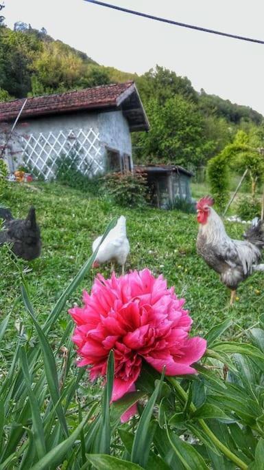 Casa Nella Natura Il Risveglio Degli Elfi Pedavena Kültér fotó
