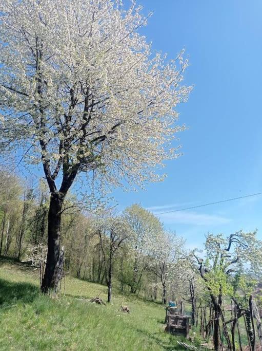 Casa Nella Natura Il Risveglio Degli Elfi Pedavena Kültér fotó